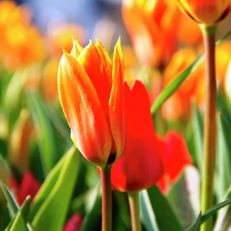 Near Dutch Coast & Park Vakantiehuis Noordwijk