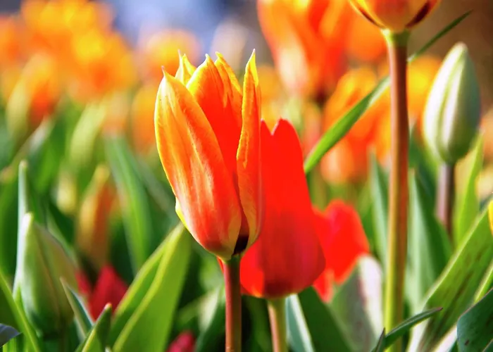 Near Dutch Coast & Park Casa de Férias Noordwijk